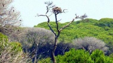 <strong>FALCO PESCATORE.</strong> Un’immagine del rapace E a sinistra i presidenti dei parchi della Maremma e della Corsica Giampiero Sammuri e Jean Luc Chiappini