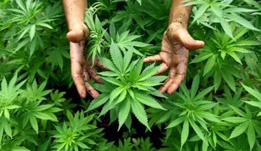 Coppia arrestata: coltivava marijuana nell'orto
