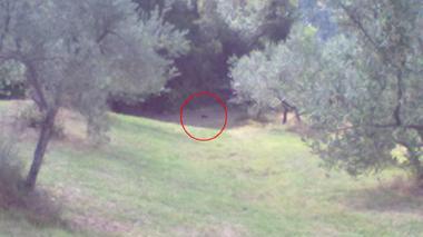 Caccia a "Bagheera" nel Grossetano, sistemate le gabbie per la pantera