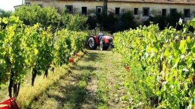 Un vitigno di Vermentino