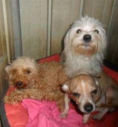 Tre degli otto cagnolini ora ospiti del canile   