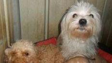 Tre degli otto cagnolini ora ospiti del canile