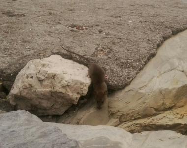 Un grosso topo fotografato tra gli scogli a Marina 