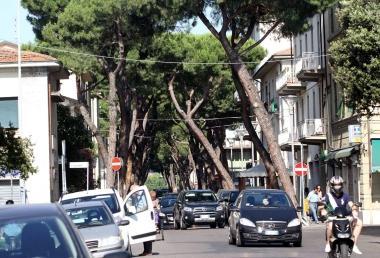 Via Masini con i pini 