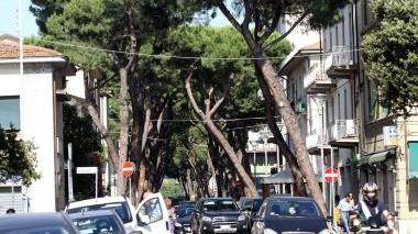 Via Masini con i pini
