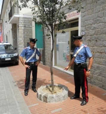 Tentano di sradicare un leccio