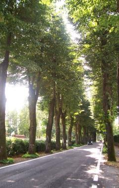 Il viale dei tigli malati