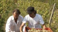 Una fase della vendemmia