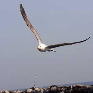 A Castiglioncello piovono... seppie