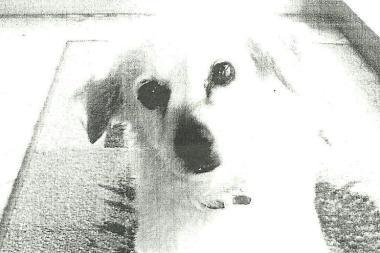 <b>SMARRITA.</b> La cagnolina che si &egrave; allontanata 