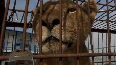<b>CIRCO</b> Un animale in gabbia