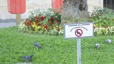I cartelli sulle aiuole di piazza Civica