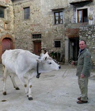 Una fattoria dove si alleva la mucca calvanina  