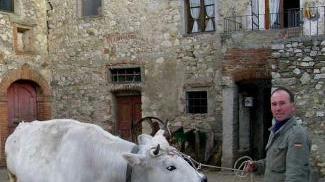 Una fattoria dove si alleva la mucca calvanina