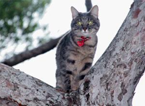 Salvato dai pompieri il gatto abbarbicato sul pino di via Asmara