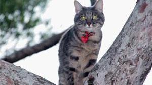 Salvato dai pompieri il gatto abbarbicato sul pino di via Asmara