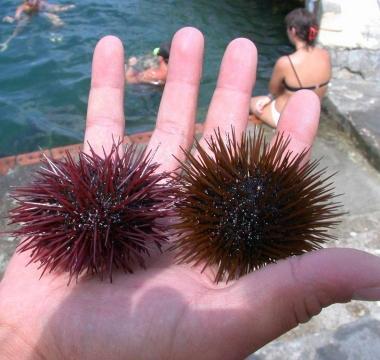 Ricci di mare non pi&ugrave; proibiti Le ultime analisi escludono rischi per la salute: revocato il divieto  