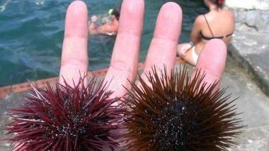 Ricci di mare non più proibiti Le ultime analisi escludono rischi per la salute: revocato il divieto