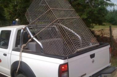 <b>GABBIE.</b> Un pick up con le trappole per catturare la pantera nera   