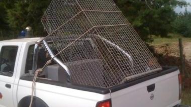 <b>GABBIE.</b> Un pick up con le trappole per catturare la pantera nera