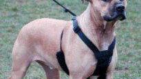Il cane morde, il sindaco impone al padrone di stipulare l'assicurazione