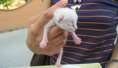 Gettato vivo in un cassonetto salvo per miracolo un gattino