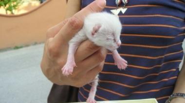 Gettato vivo in un cassonetto salvo per miracolo un gattino