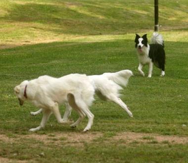 Cani sciolti in un campo 