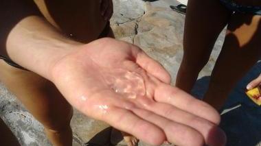 Una delle piccole meduse trasparenti e gelatinose avvistate ieri nel mare davanti a Calignaia