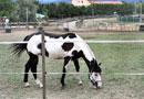 Grave una giovane donna schiacciata dal cavallo