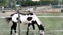 Grave una giovane donna schiacciata dal cavallo
