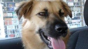SOS ANIMALI