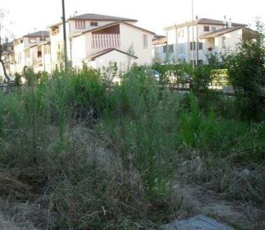 <b>CASALONE.</b> Vegetazione selvaggia 