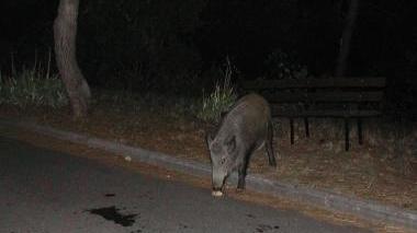 Un cinghiale ai margini della strada