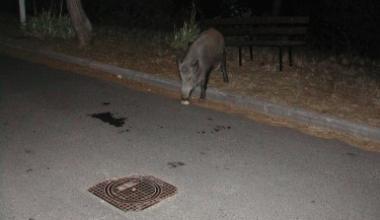 Animali in strada, luci colorate per tenerli lontani