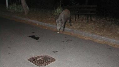 Animali in strada, luci colorate per tenerli lontani
