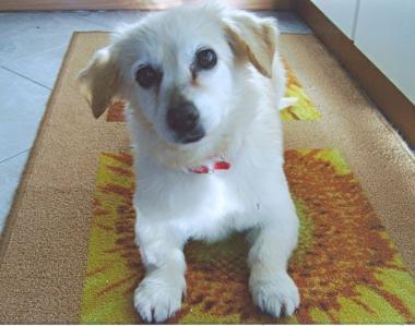 <b>SMARRITA.</b> La cagnolina scappata di casa Appello dei proprietari 