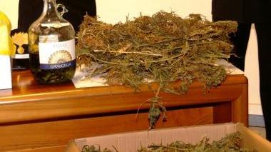 Piantine di marijuana sequestrate (vip)