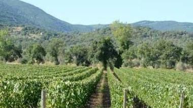  Salgono le quotazioni dei terreni, in particolare dei vigneti