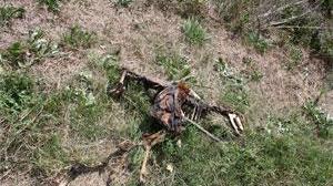 Un capriolo tra le fauci della pantera
