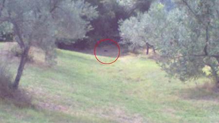 Pantera, si cerca ancora con gabbie, esche e pattugliamenti