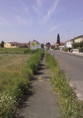 Lerba alta lungo la strada 