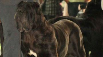 Gora, il mastino napoletano cresciuto a San Giuliano Terme