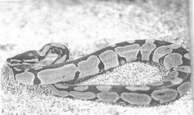 Un esemplare di vipera identico a quello della casa di Fornoli 