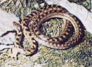 Trovano una vipera di notte in camera da letto