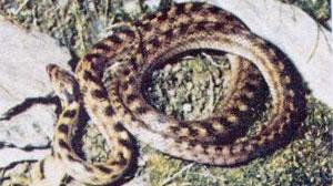 Trovano una vipera di notte in camera da letto