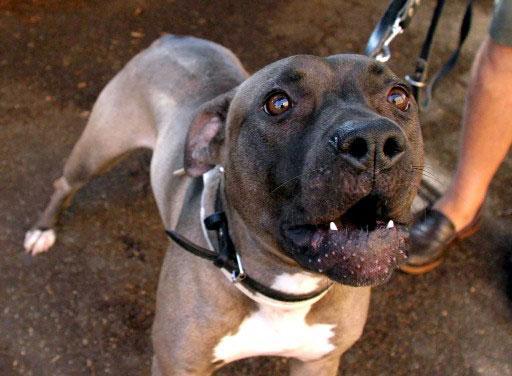 Bambina di tre anni ferita dal pitbull dei vicini