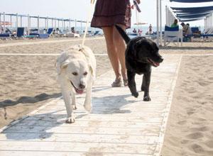 Multe fino a 1.500 euro per i cani in spiaggia