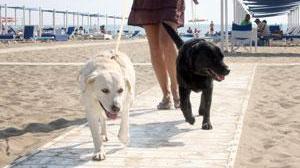 Multe fino a 1.500 euro per i cani in spiaggia