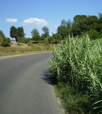 Il tombino che rovina le notti in via delle Viole 